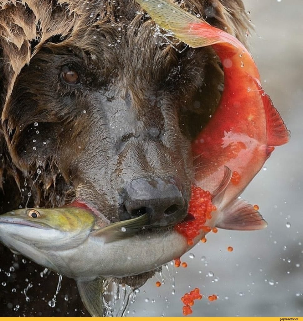 Медведь с рыбой