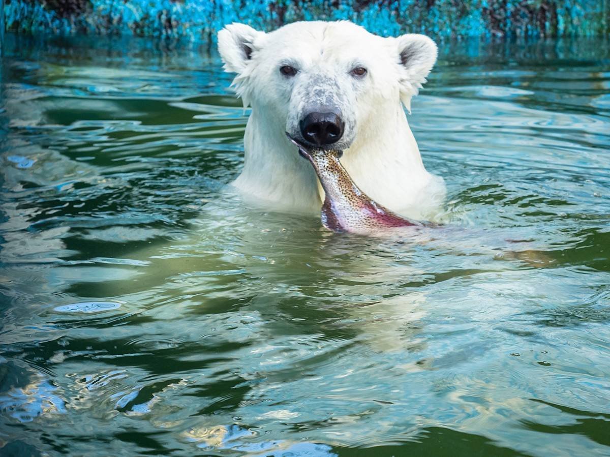 Белый медведь ловит рыбу