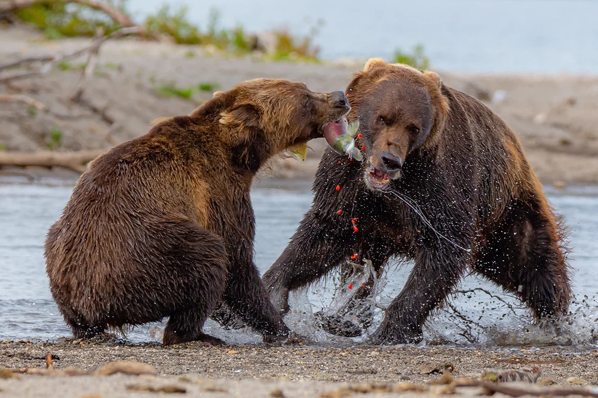 Медведь Гризли нападение