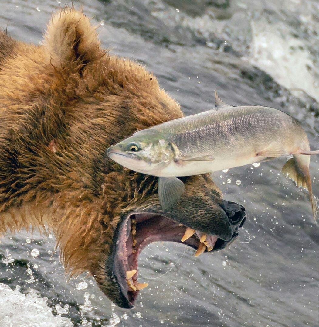 Бурый медведь драка