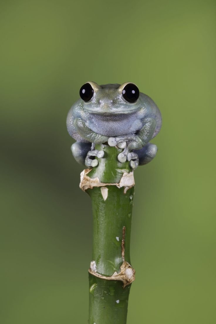 Лягушка квакша зеленая Эстетика