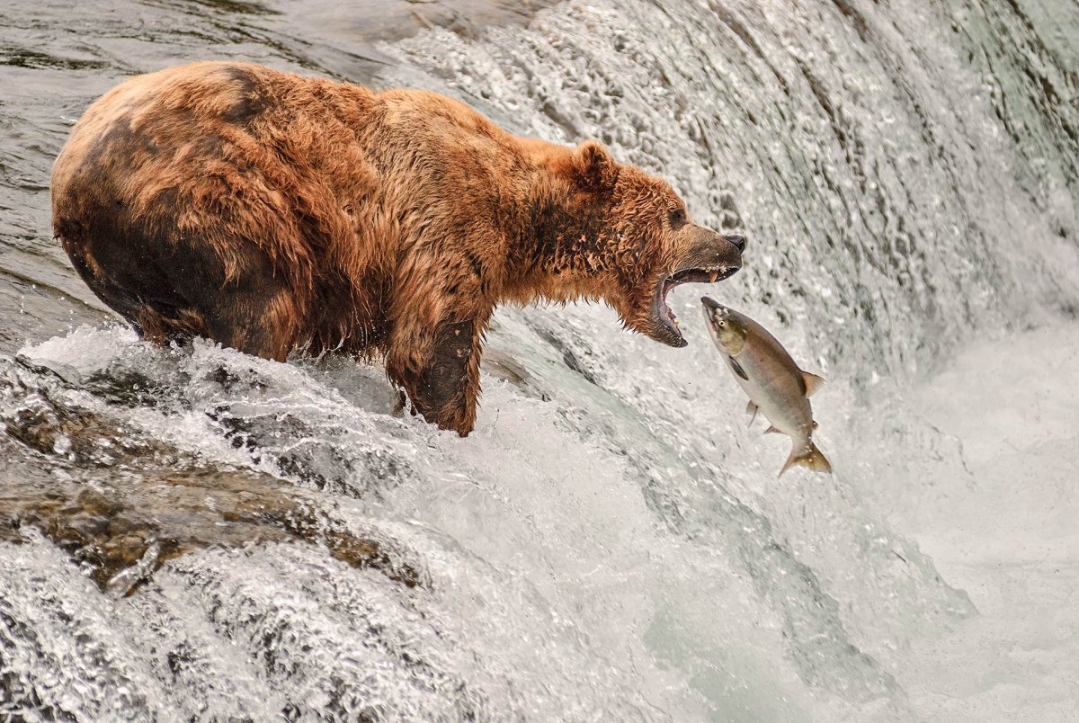 Камчатский бурый медведь