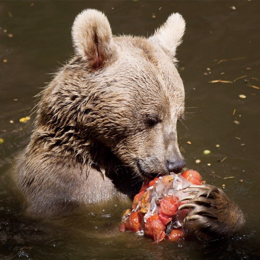 Медведь Гризли с рыбой