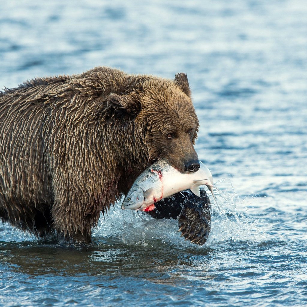 Гризли на Аляске