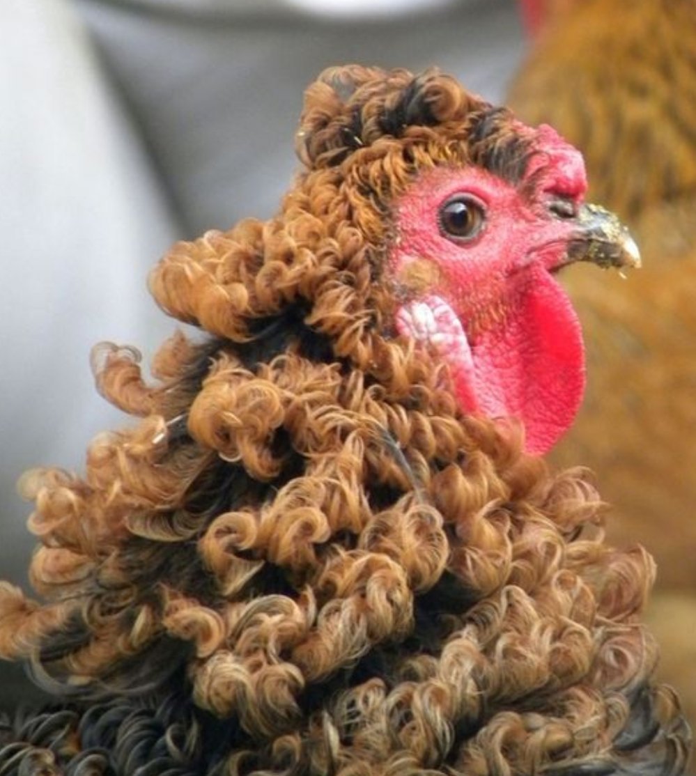 Курица на аву