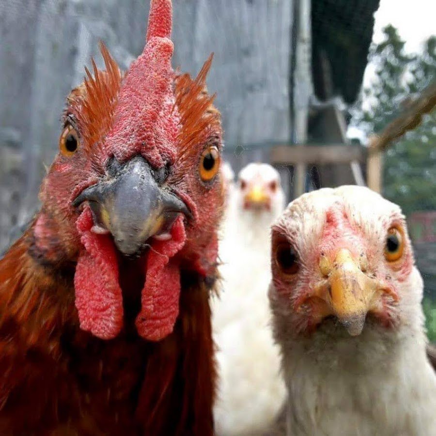 Куры Сплетницы