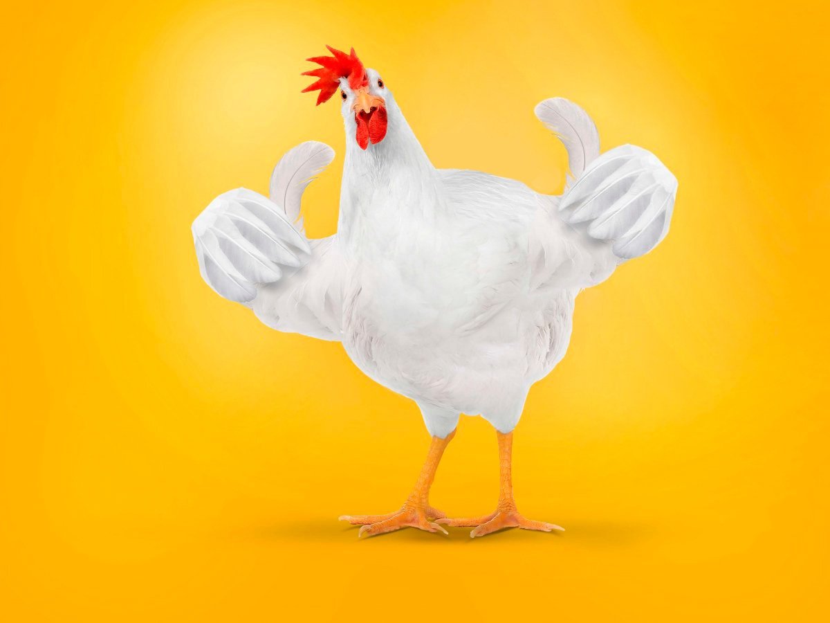 Курочки в одежде