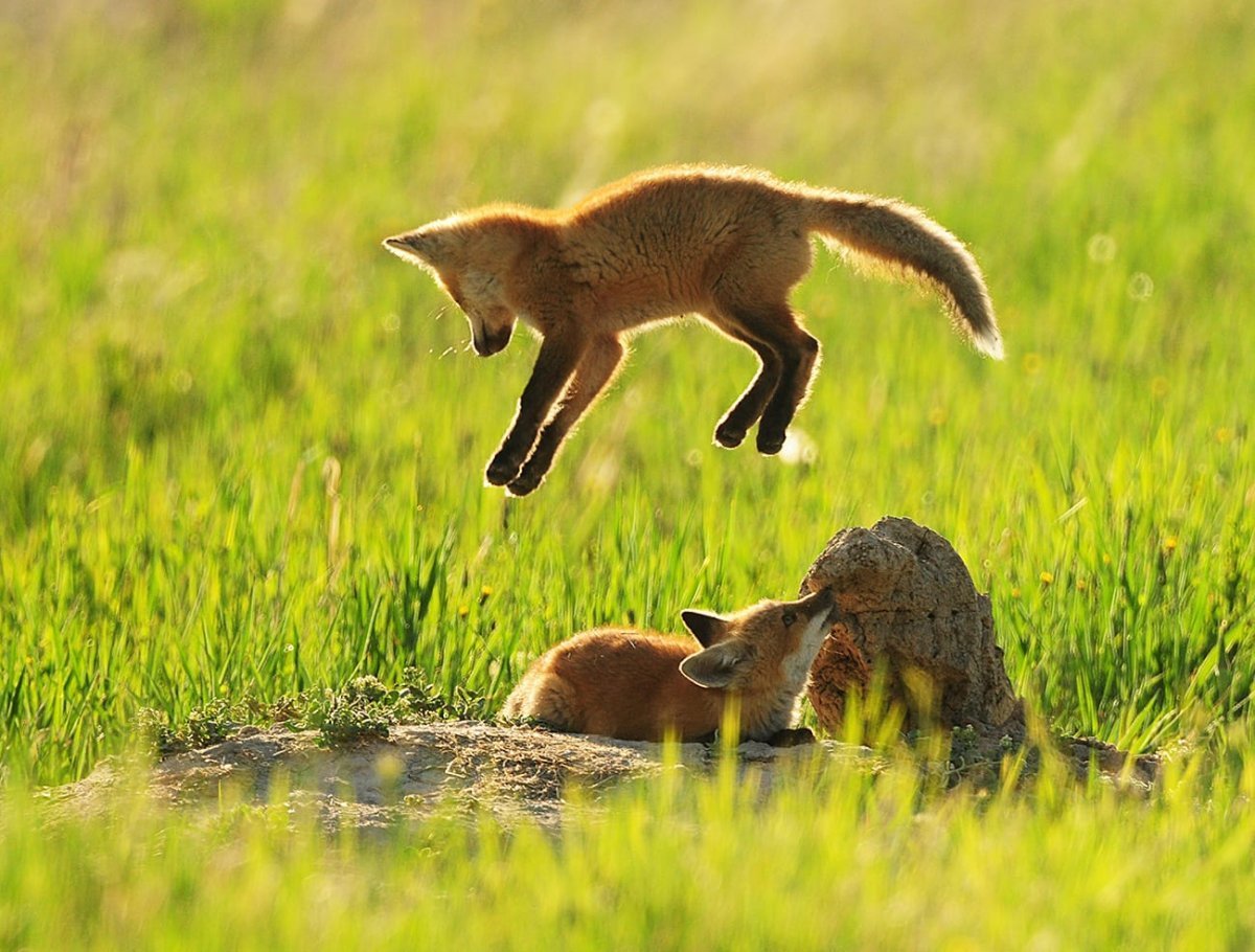 Лисята играются