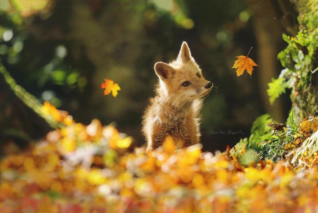 Осенний лес с животными