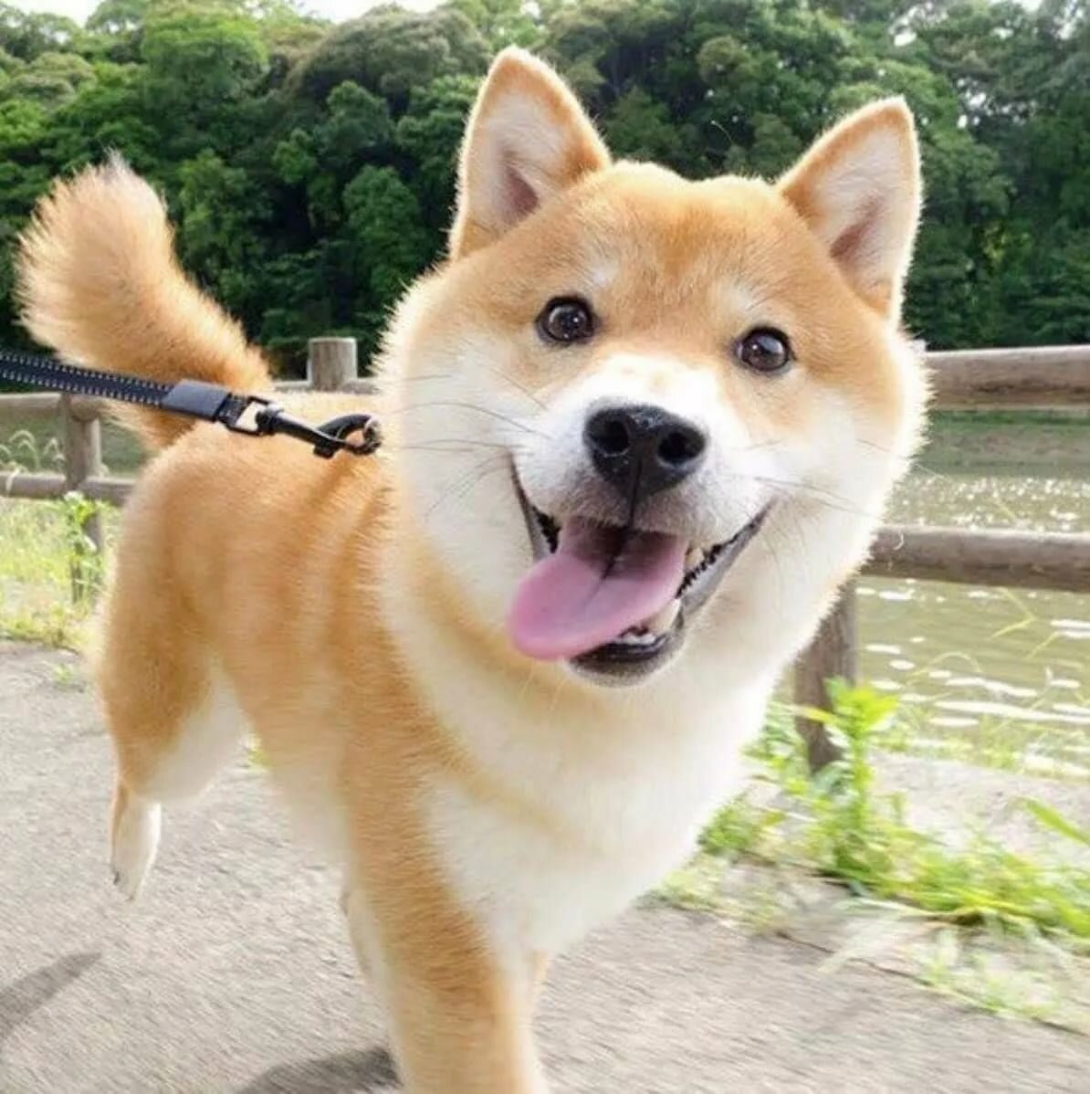 Сиба ину белая