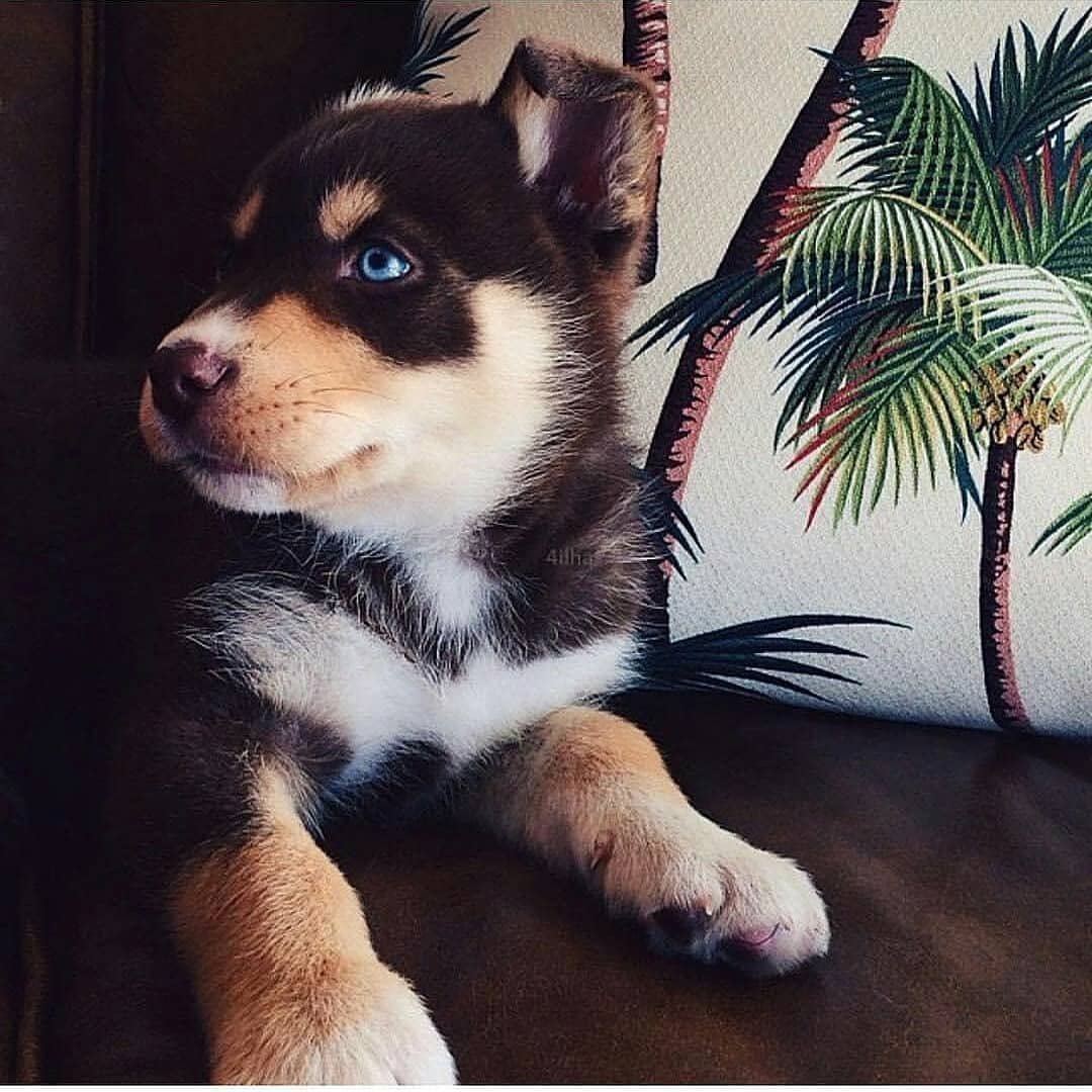 Злюся корги