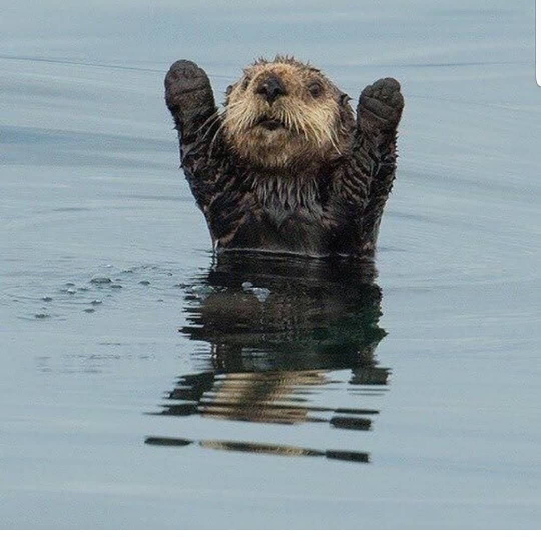 Спящие выдры