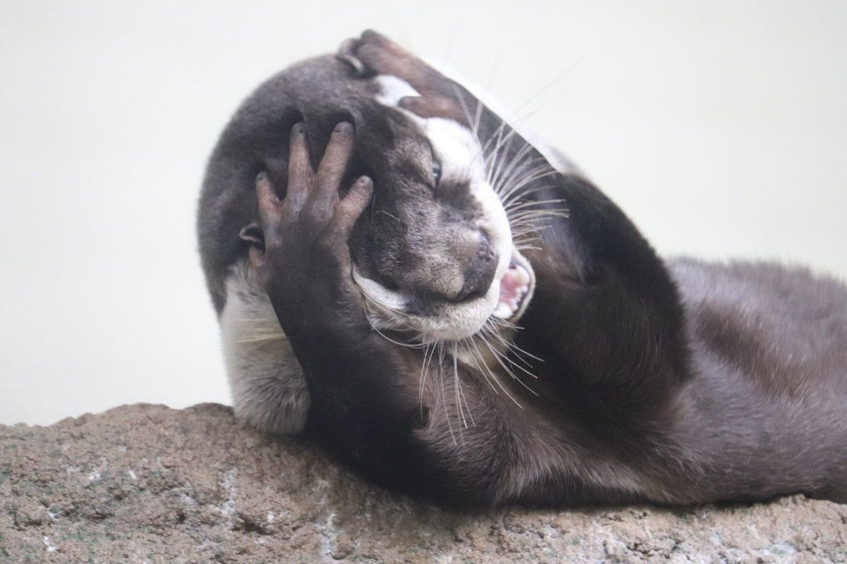 Морской Бобр калан