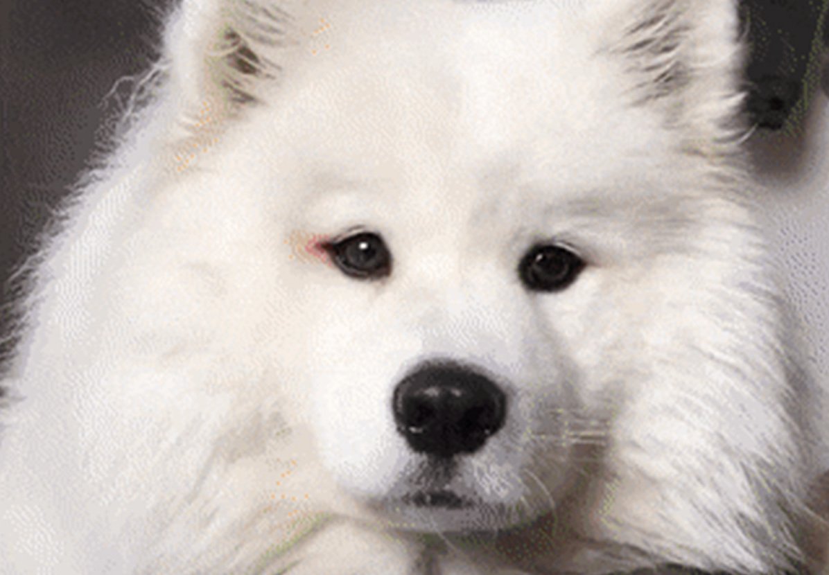 Девушка с собакой Эстетика