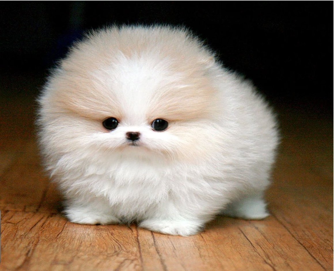 Лайка самоед маленькая