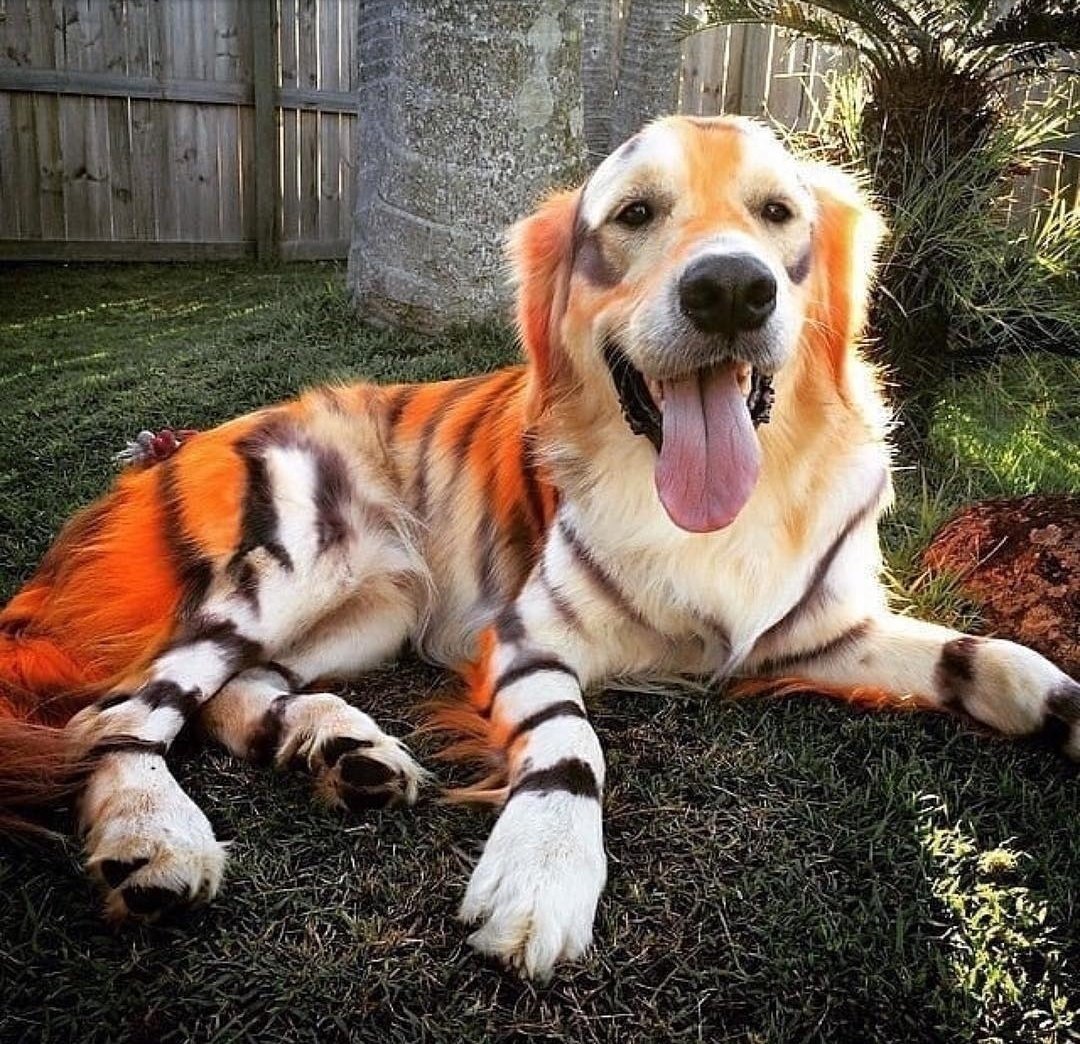 Пушистая собака чау-чау