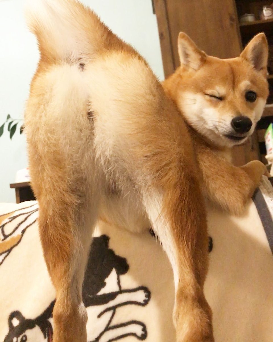 Сиба ину хвост