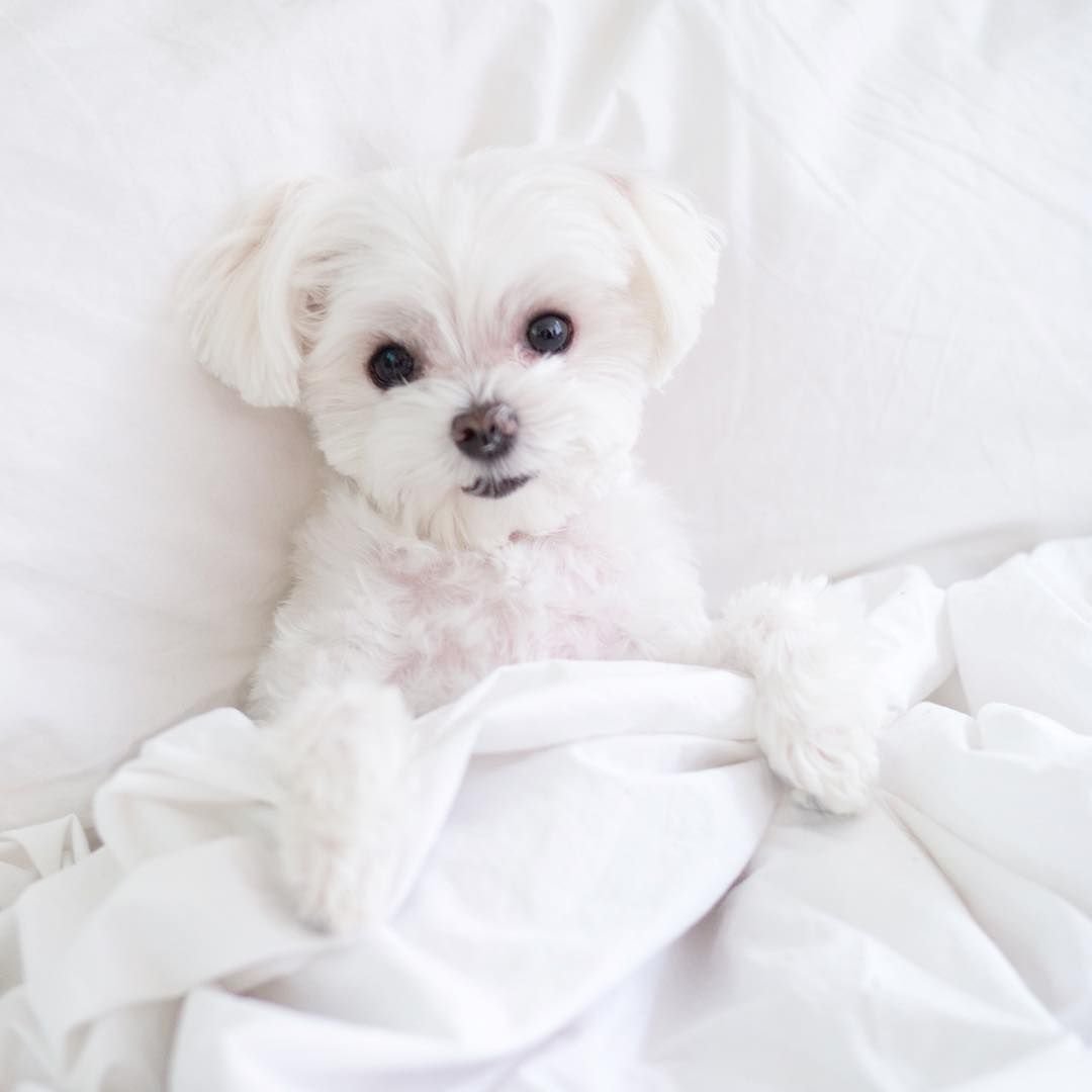 Маленькая болонка мальтезе