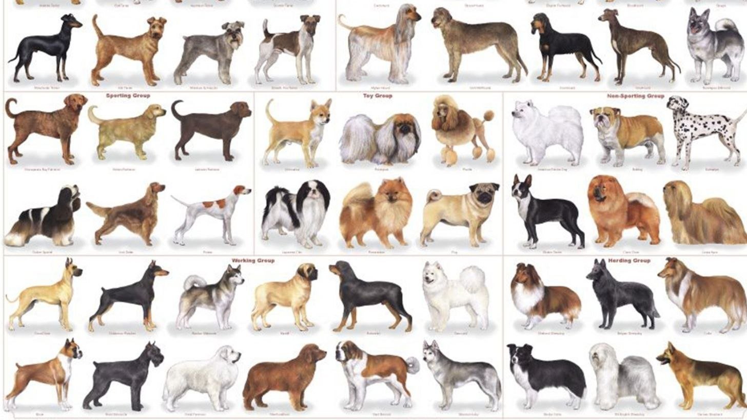 Породы другое название. Породы собак. Породы собак названия. Средняя порода собак. Разновидности пород собак.