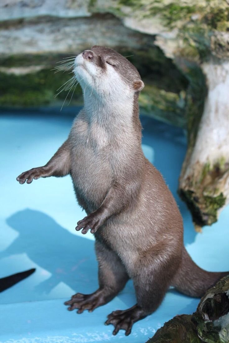 Спящие выдры