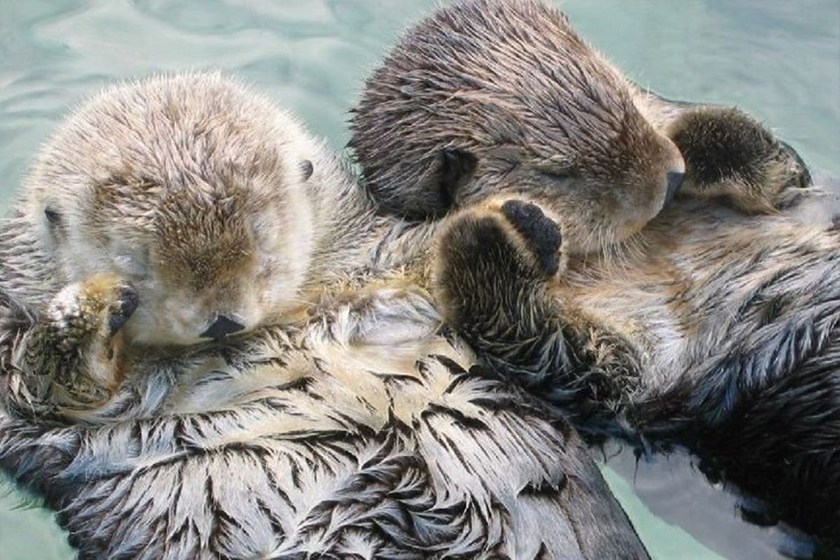 Морская выдра калан спит