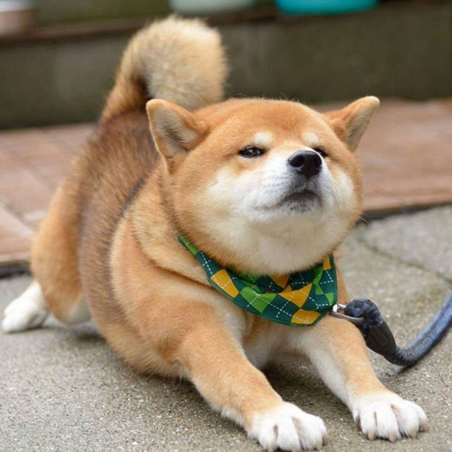 Счастливые животные