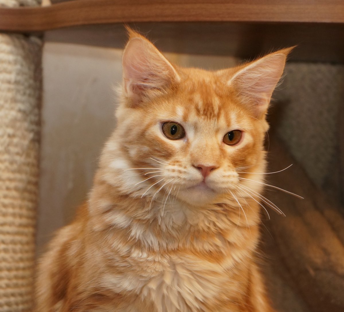 Мейн кун рыжий гладкошерстный