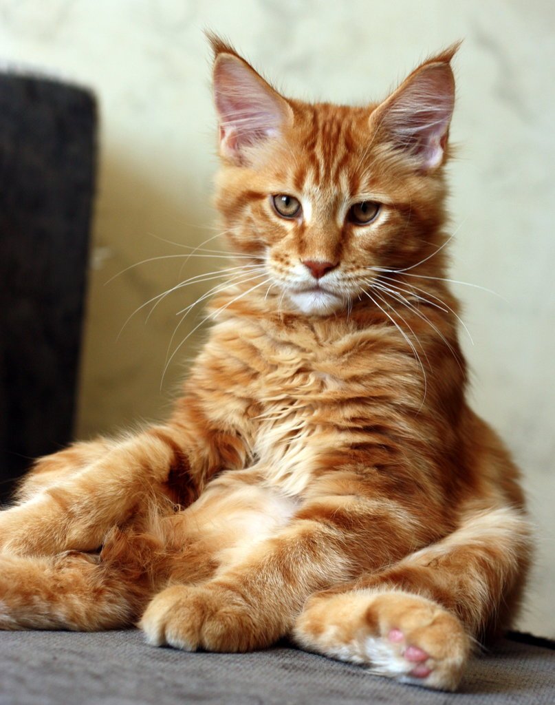 Рыжий кот Мейн кун