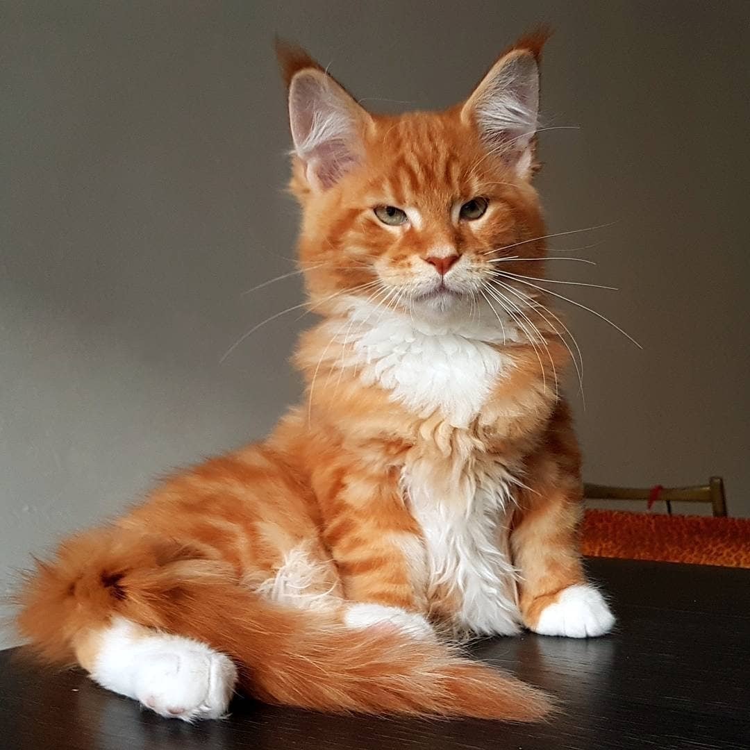 Сибирский Мейн кун рыжий