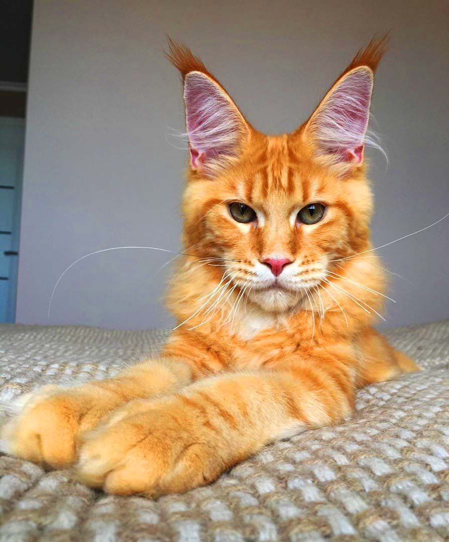 Рыжие коты Мейн кун