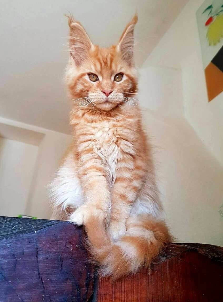 Рыжие коты Мейн кун