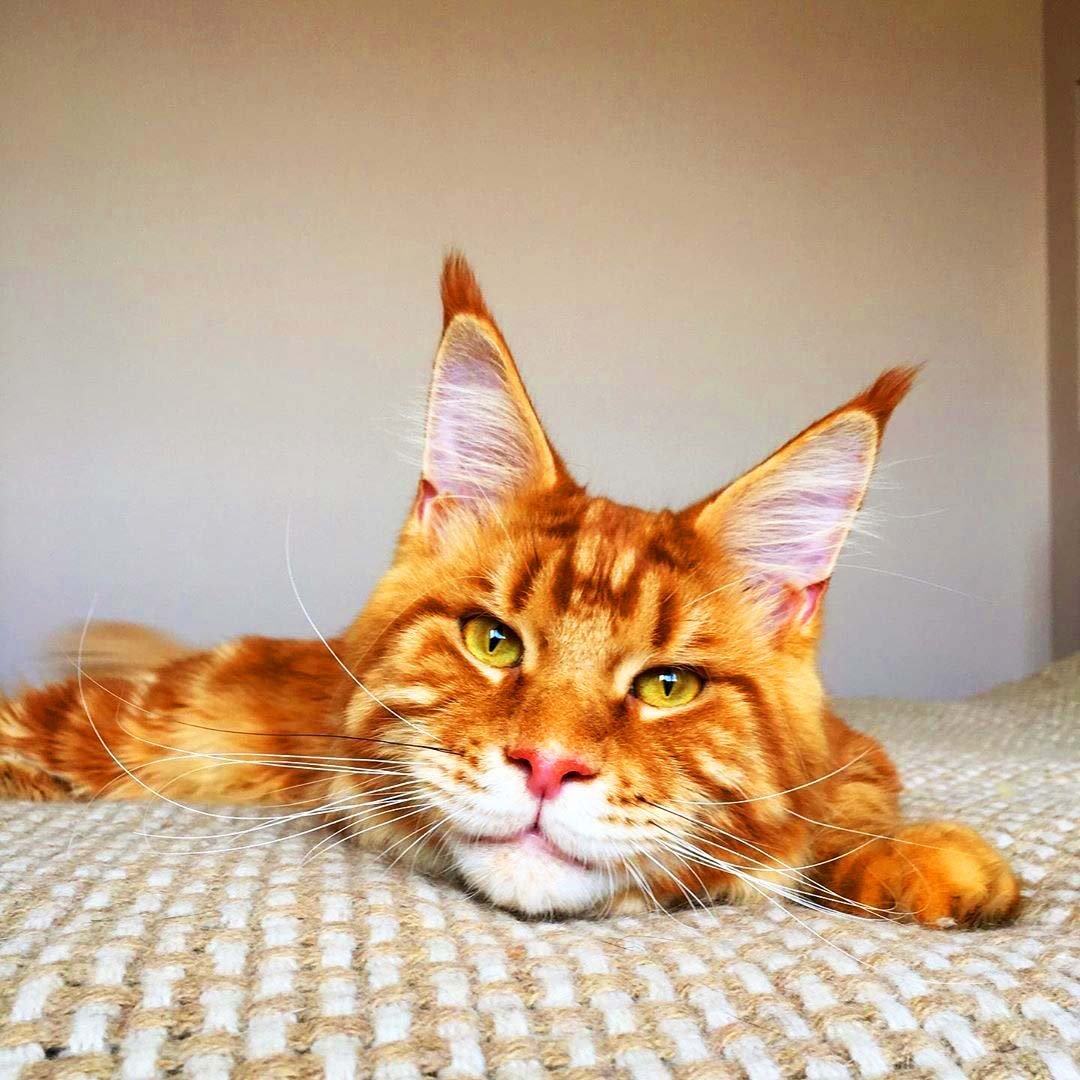 Мейн кун рыжий большой