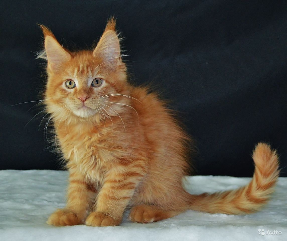 Мейн кун рыжий гладкошерстный