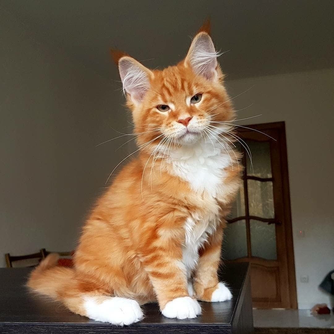 Рыжий Мейн кун мальчик