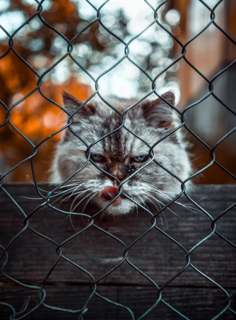 Взгляд из за решетки