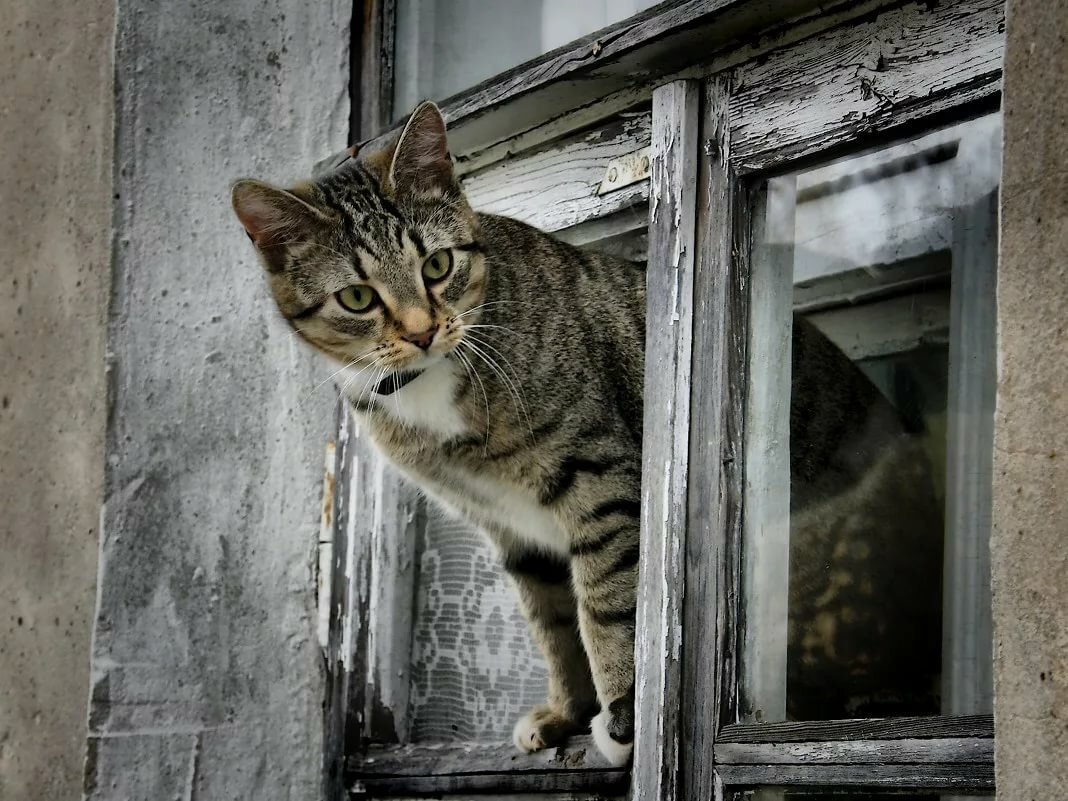 Дикие животные в неволе