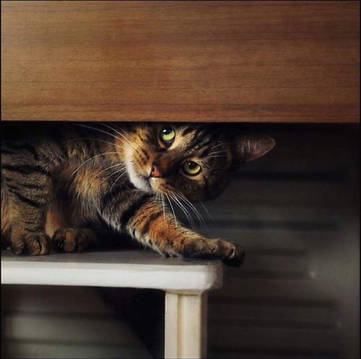 Кот чует весну