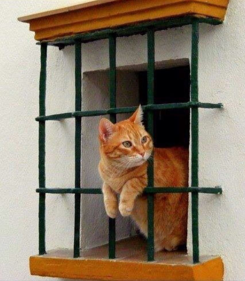 Кот за решеткой