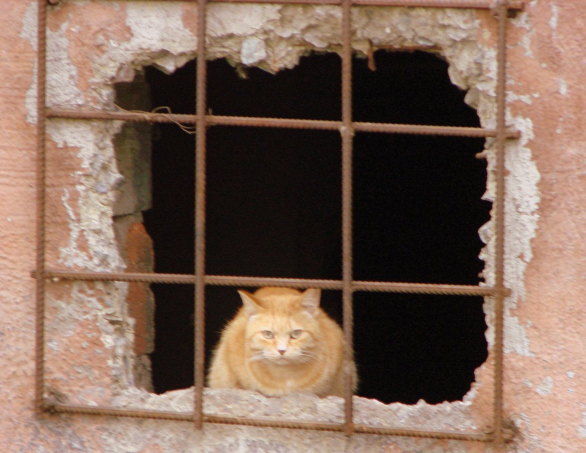 Кошка преступник