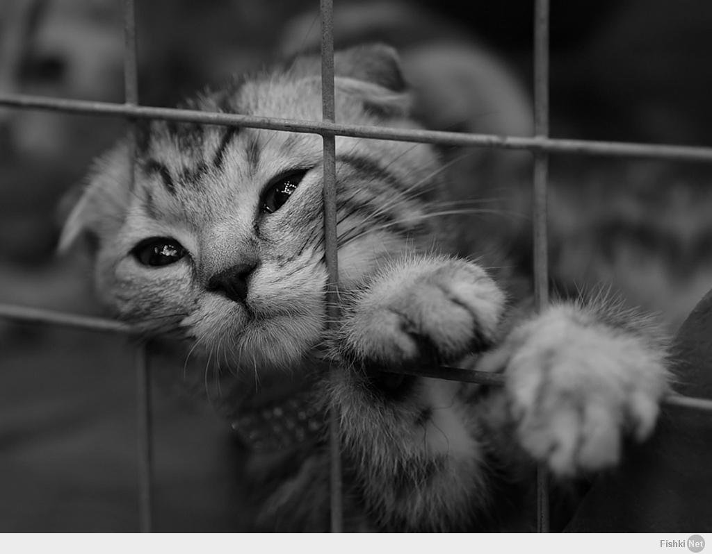 Кот за решеткой