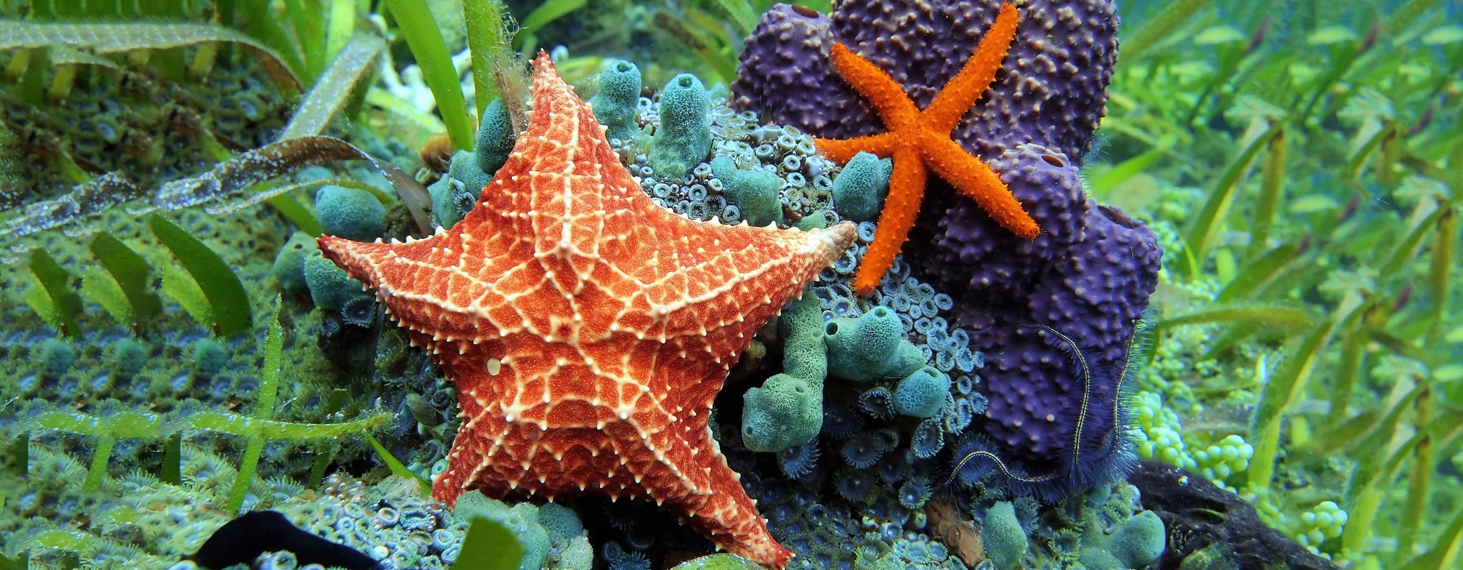 Морские звезды биология. Иглокожие морские звезды. Иглокожие черви. Thromidia catalai. Морские лилии иглокожие.