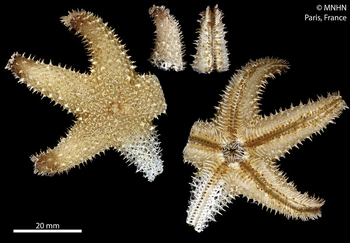 Иглокожие морские звезды