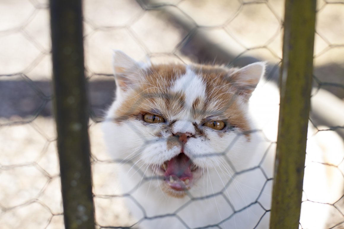 Грустный кот за решеткой