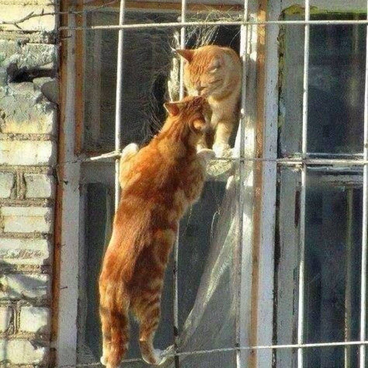 Котик в клетке