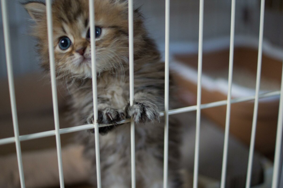 Котята в приюте