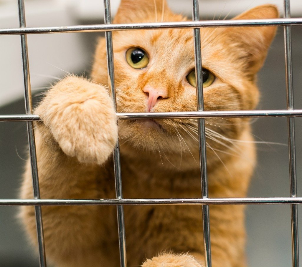 Коты в приюте
