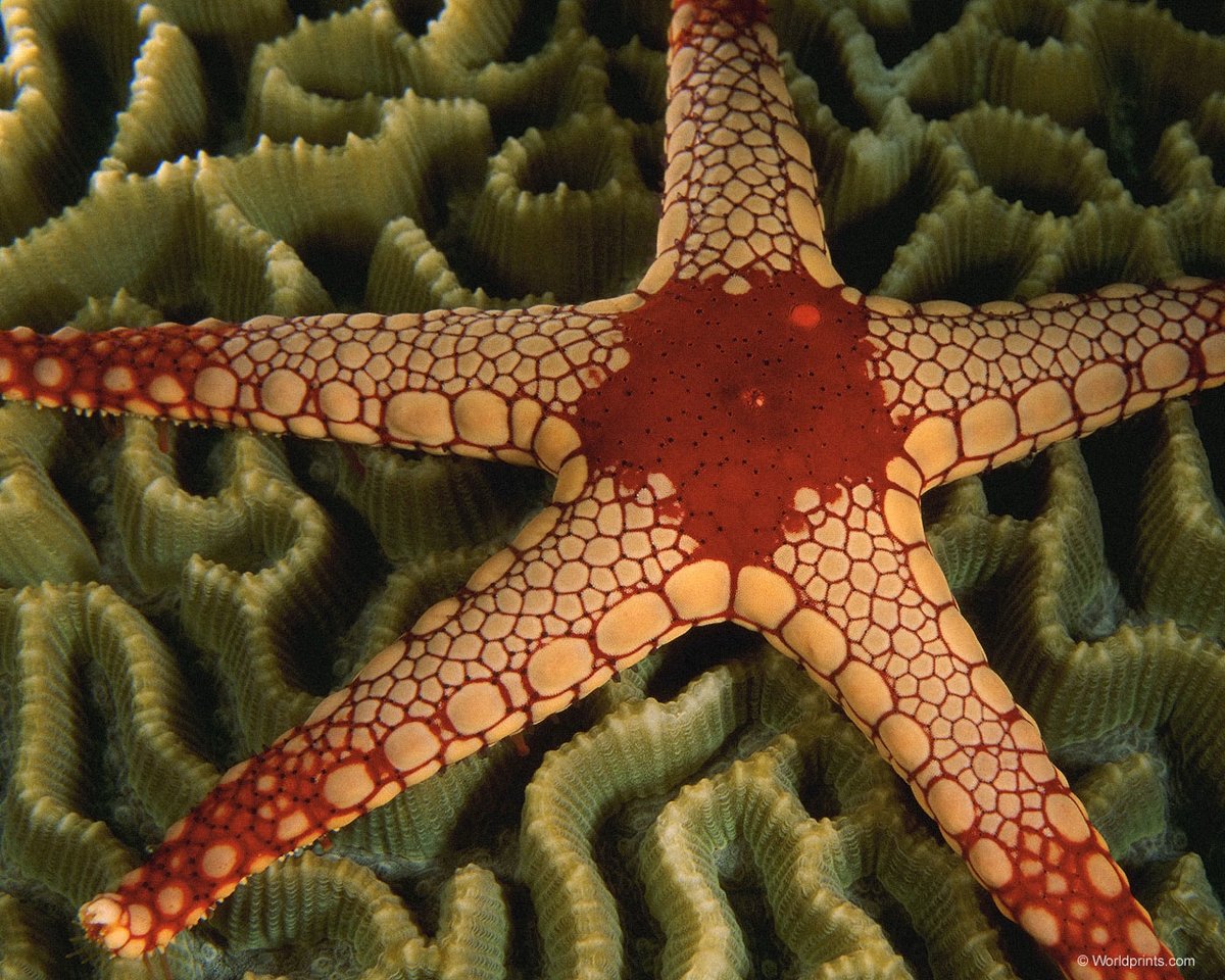 Аквариумные морские звезды