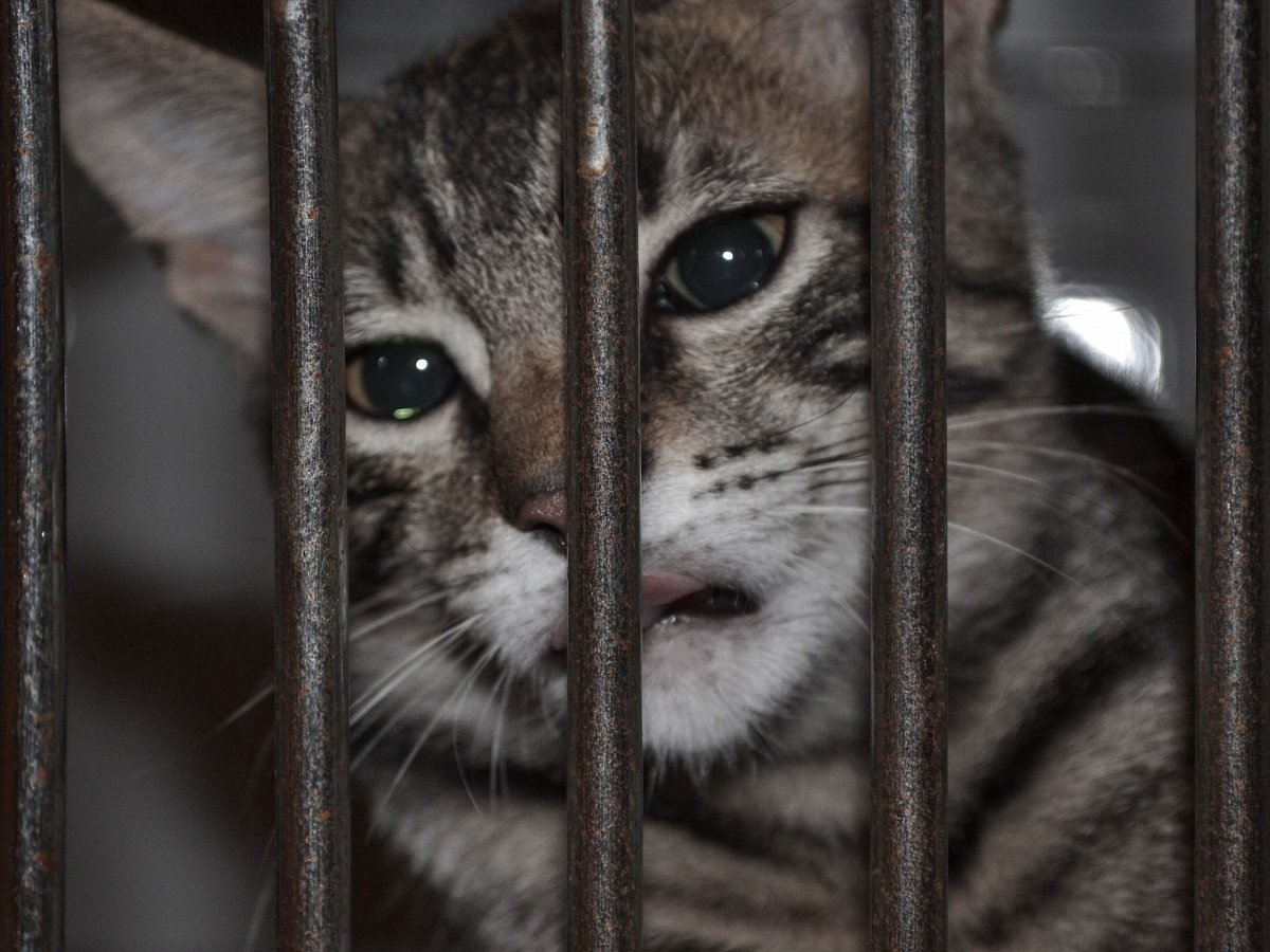 Кот за решеткой
