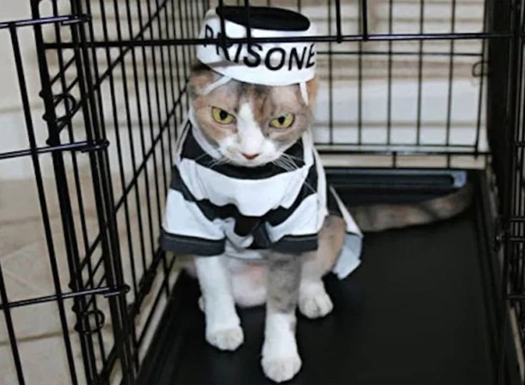 Кошки в клетке из приюта