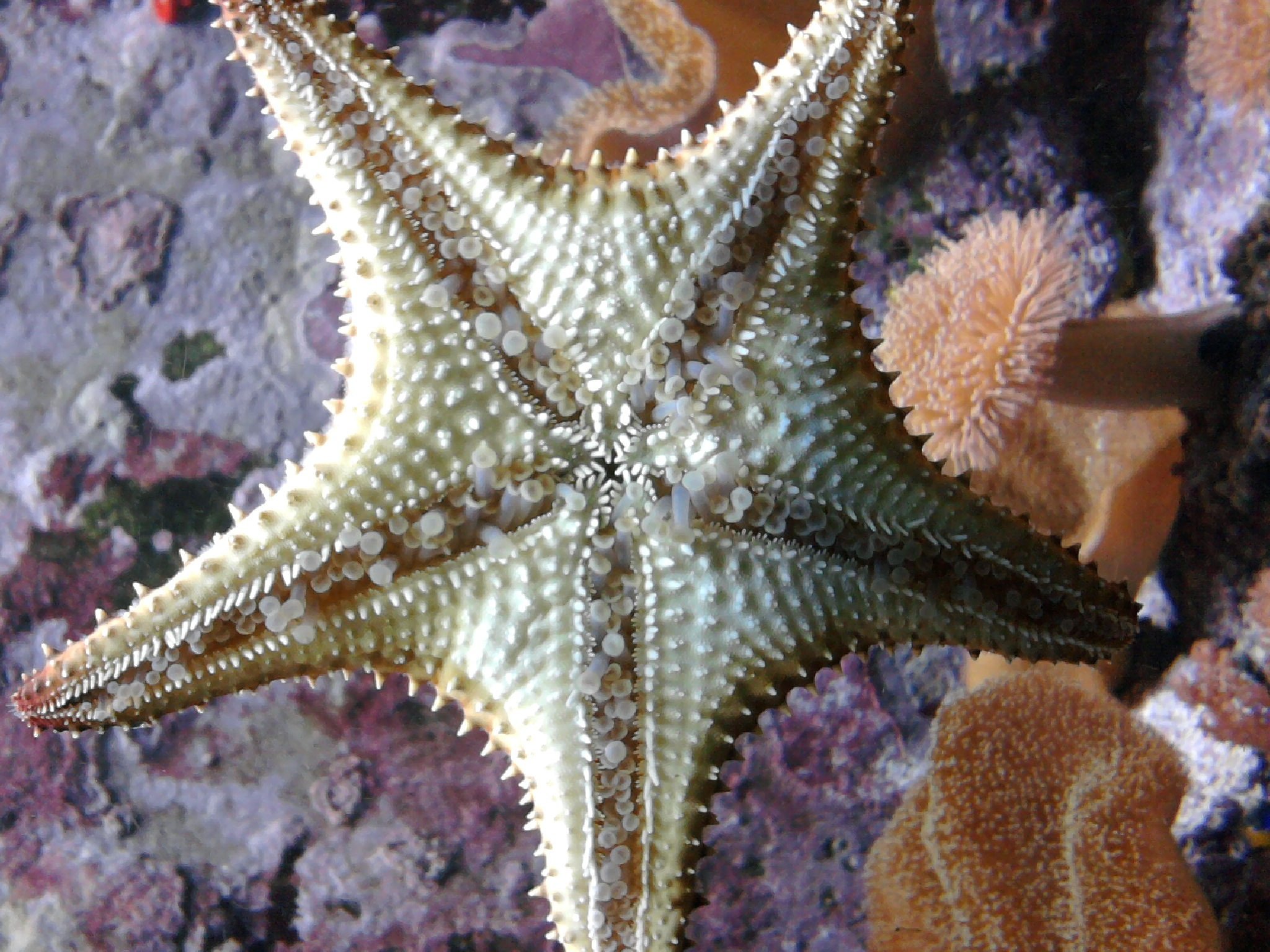 Морские звезды биология. Иглокожие морские звезды. Иглокожие звезда. Иглокожие черви. Пятилучевая симметрия иглокожих.